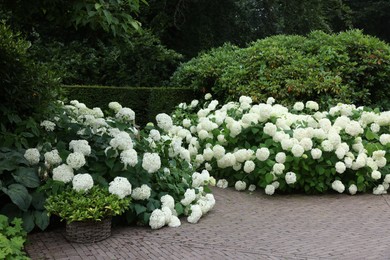 Photo of Lovely garden with blooming hydrangeas and pavement. Landscape design