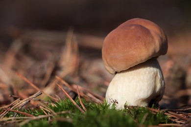 Photo of Porcini mushroom growing in forest, closeup. Space for text