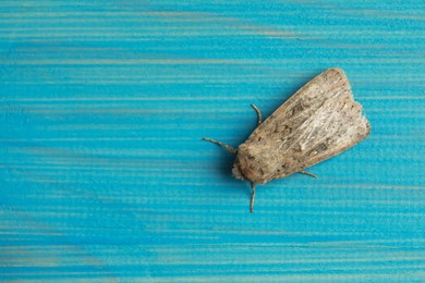 Photo of Paradrina clavipalpis moth on light blue wooden background, top view. Space for text