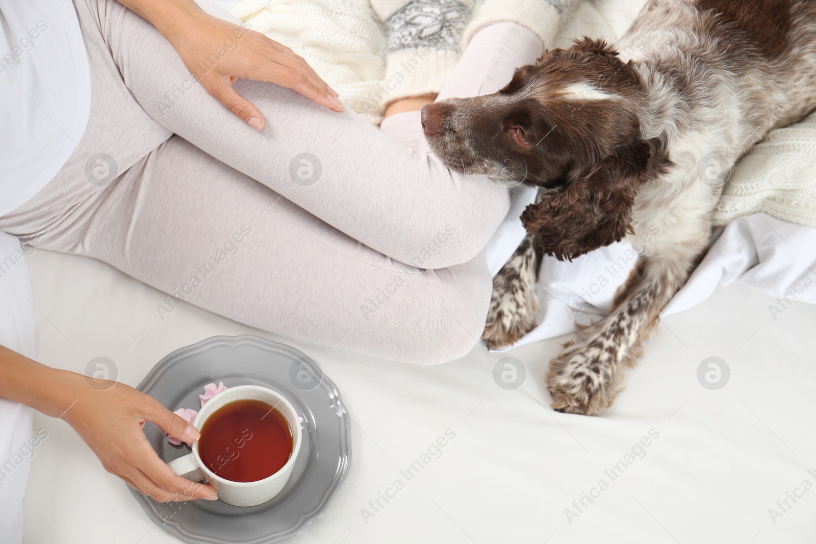 Photo of Adorable Russian Spaniel with owner on bed, top view