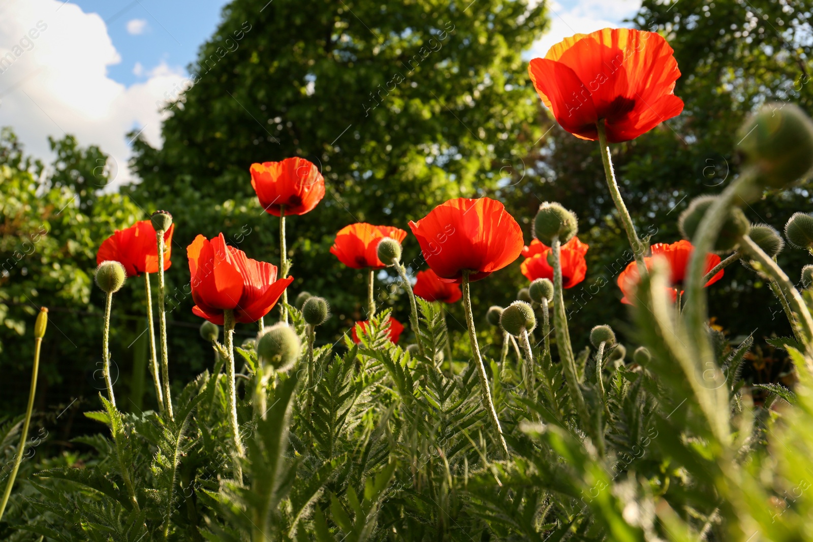 Photo of Beautiful red poppy flowers outdoors on sunny day, low angle view