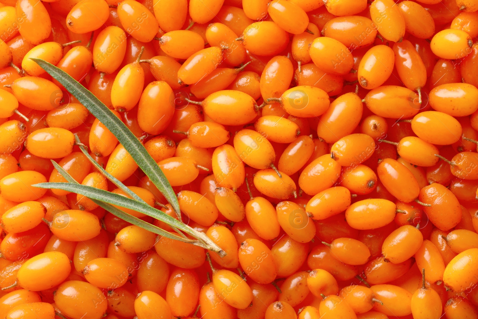 Photo of Many ripe sea buckthorn berries as background, top view