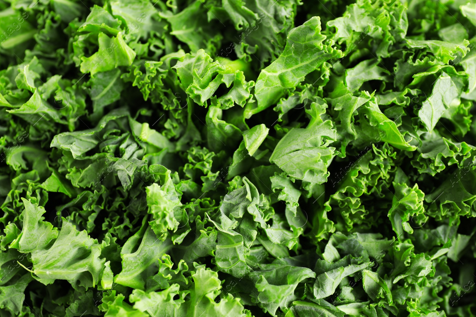 Photo of Fresh green kale leaves as background, closeup