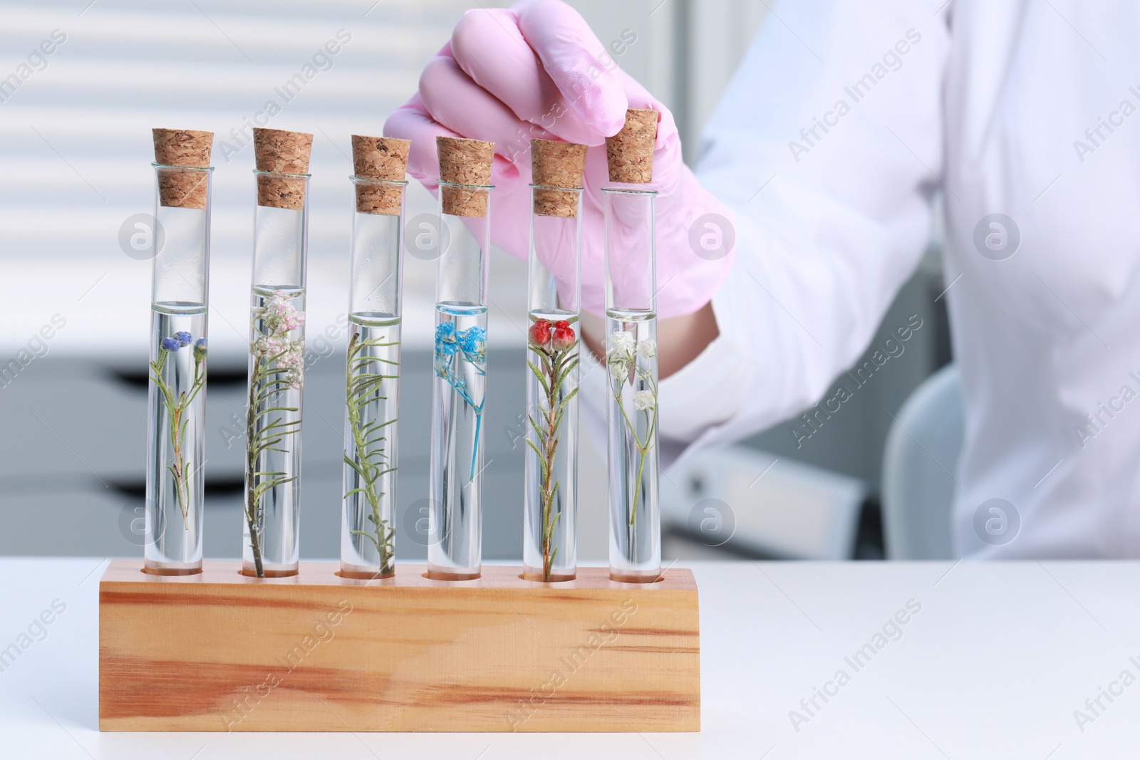 Photo of Scientist taking cork cap from test tube with plant at white table in laboratory, closeup