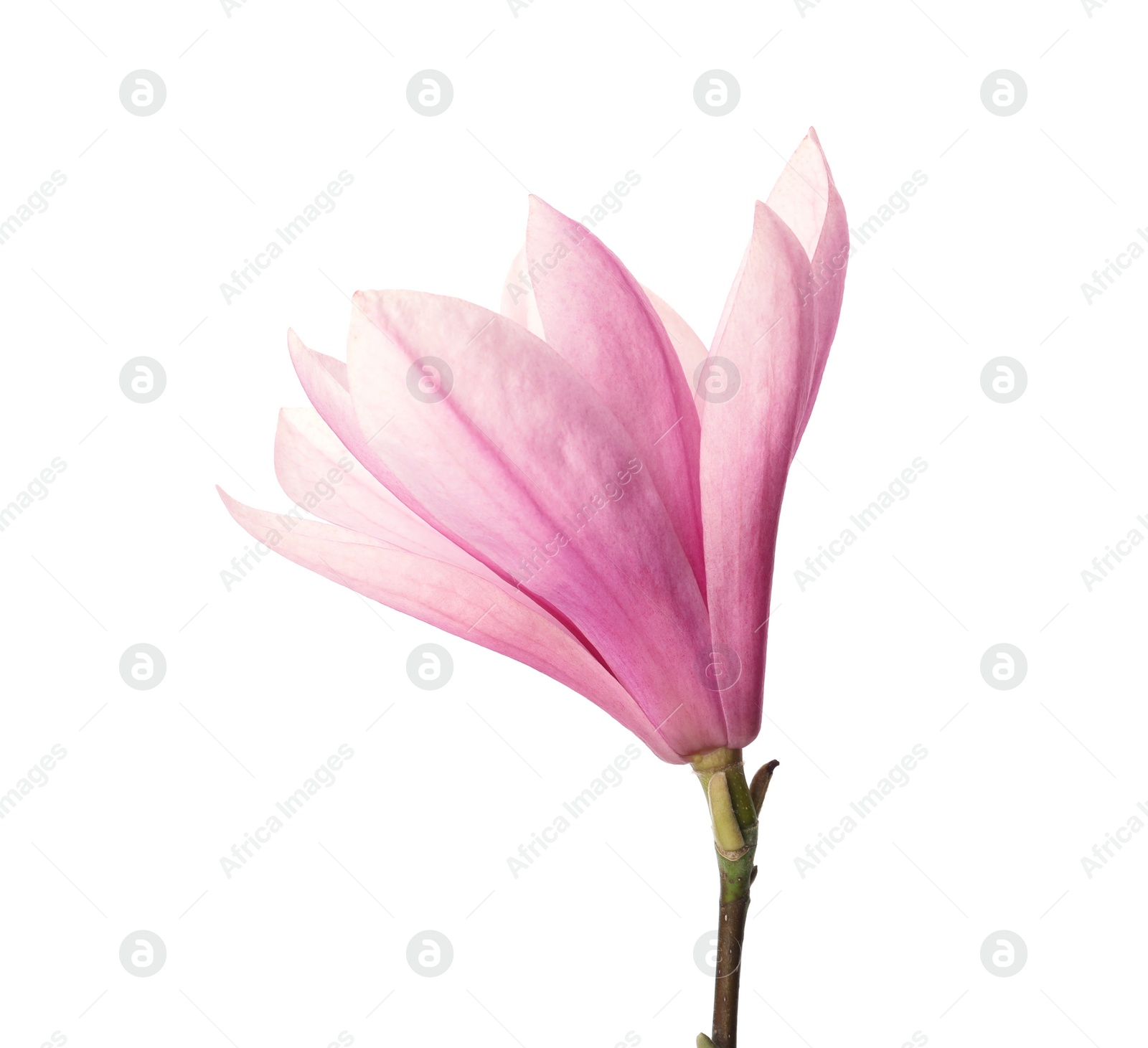 Photo of Beautiful delicate magnolia flower isolated on white