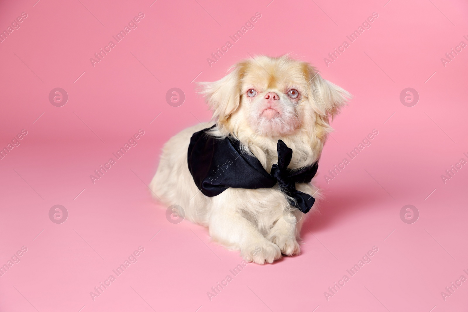 Photo of Cute Pekingese dog with bandana on pink background