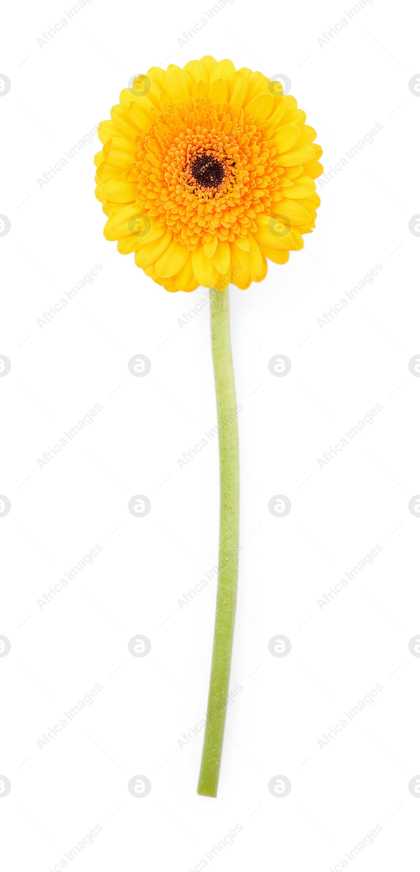 Photo of Beautiful yellow gerbera flower isolated on white, top view