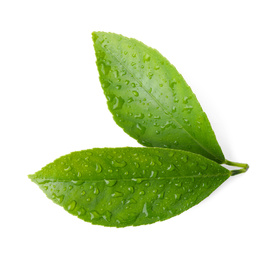 Fresh green citrus leaves with water drops isolated on white, top view