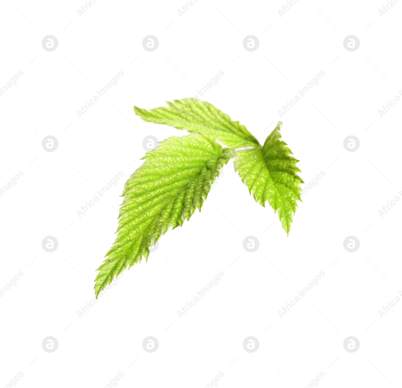 Photo of Fresh green blackberry leaves isolated on white