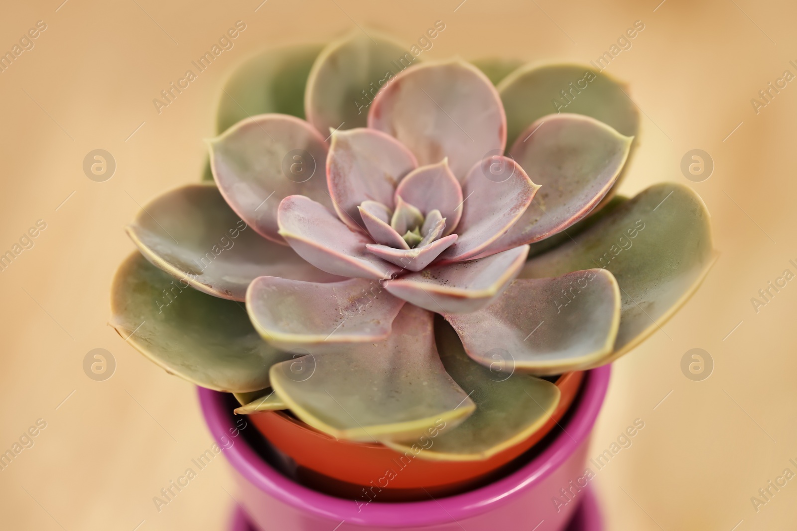 Photo of Beautiful echeveria in pot on color background, closeup. Tropical flower