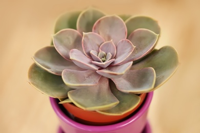 Photo of Beautiful echeveria in pot on color background, closeup. Tropical flower