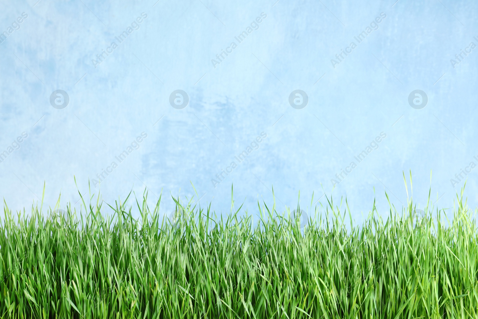 Photo of Fresh green grass near light blue fence. Space for text