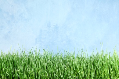 Photo of Fresh green grass near light blue fence. Space for text