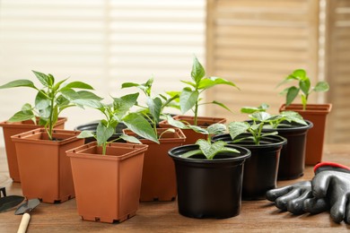 Photo of Seedlings growing in plastic containers with soil and gardening gloves on wooden table