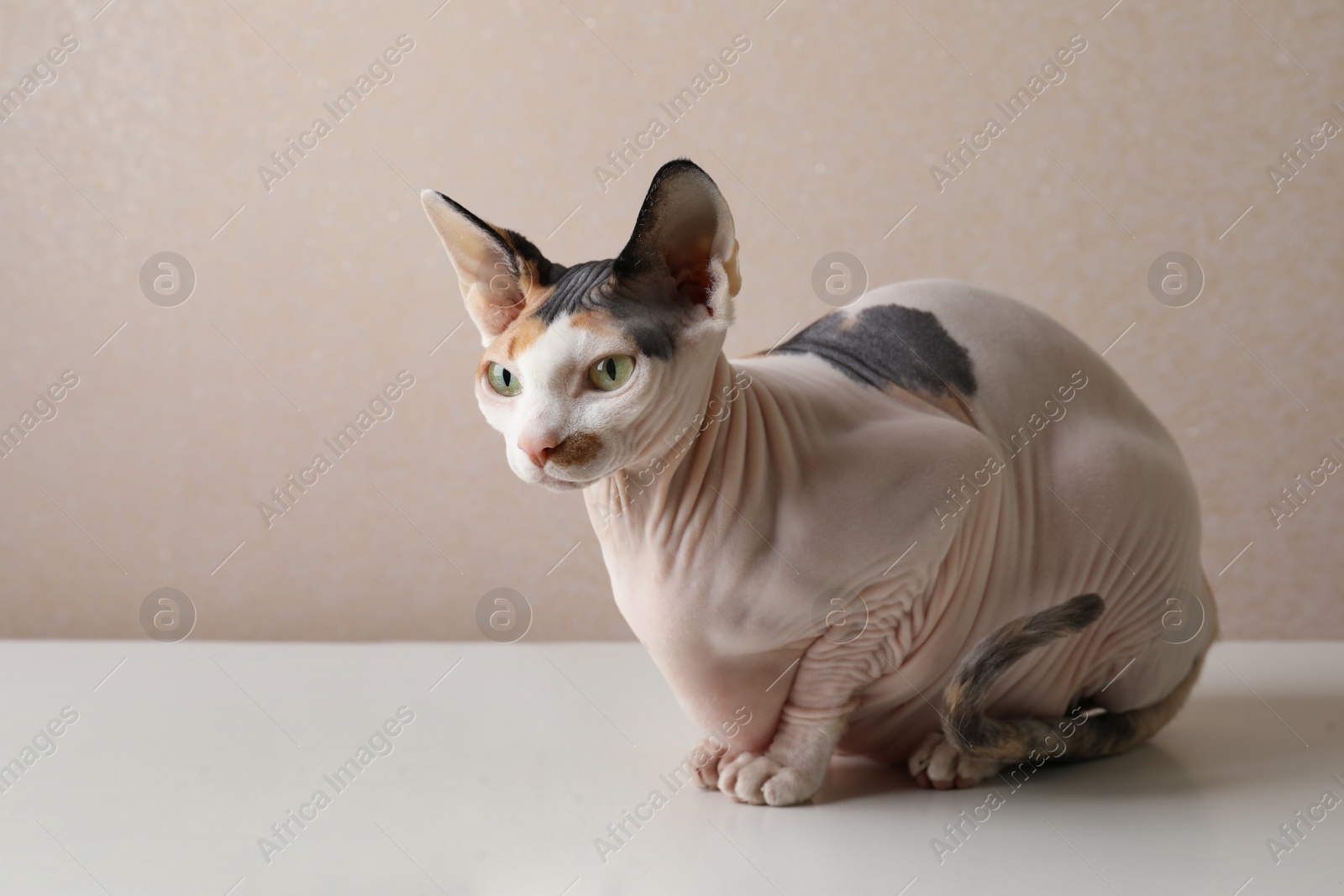 Photo of Beautiful Sphynx cat on white table against beige background