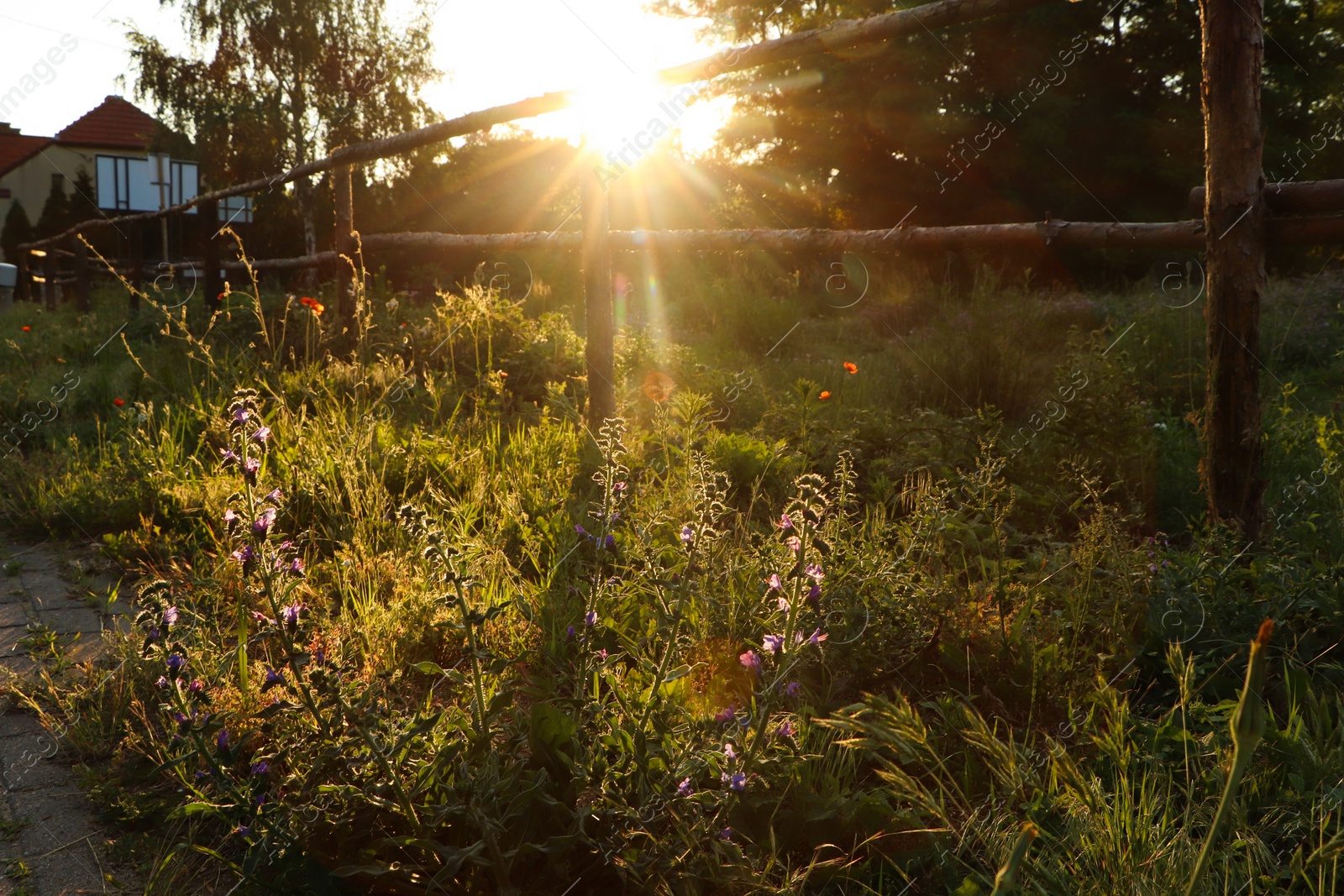 Photo of Picturesque view of countryside with beautiful wildflowers in morning