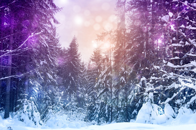 Image of Picturesque view of snowy coniferous forest on winter day. Color tone