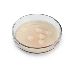 Photo of Petri dish with beige liquid isolated on white