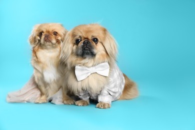 Photo of Cute Pekingese dogs in pet clothes on light blue background. Space for text