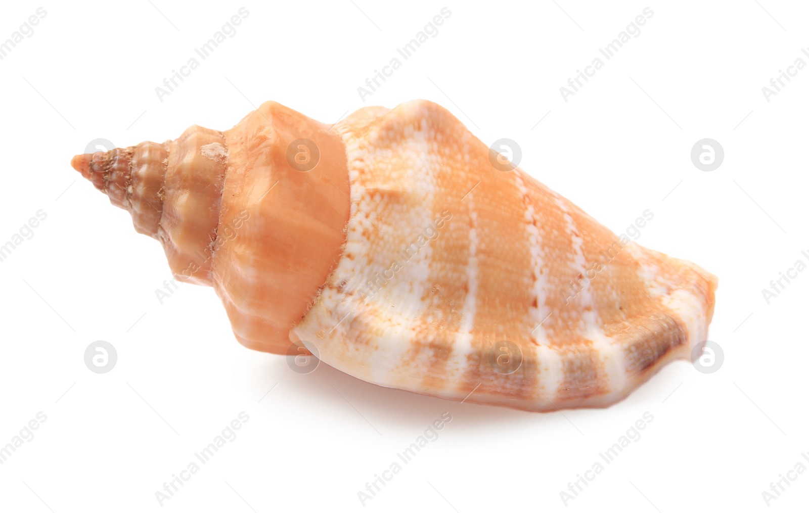 Photo of Beautiful seashell isolated on white. Beach object