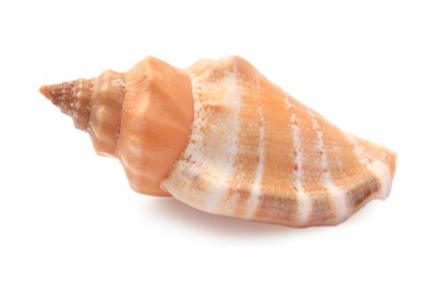 Photo of Beautiful seashell isolated on white. Beach object