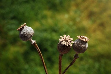 Photo of Many dry poppy heads outdoors, closeup view