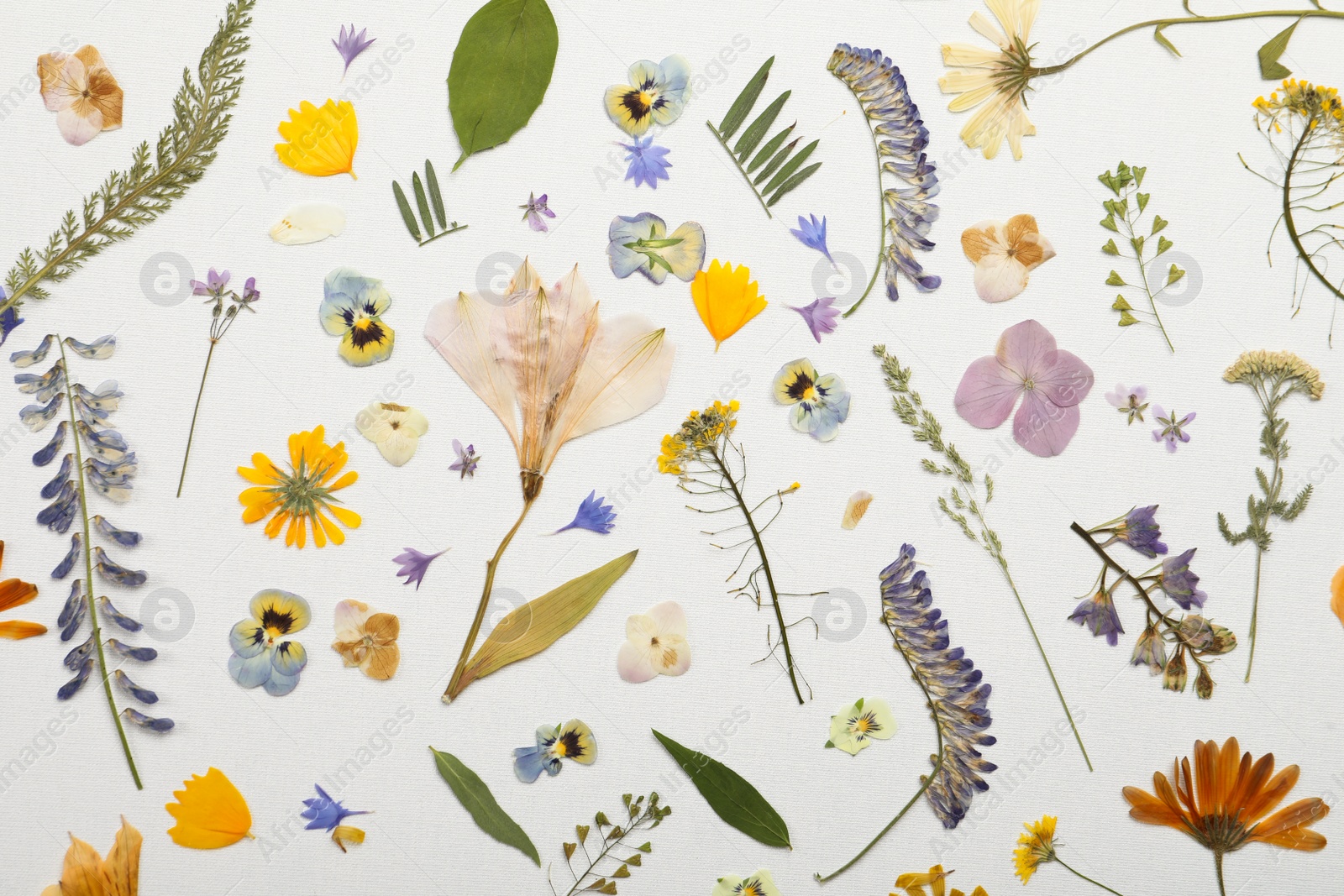 Photo of Pressed dried flowers and plants on white background, flat lay. Beautiful herbarium