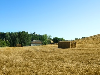 Hay bales outdoors on sunny day. Agricultural industry