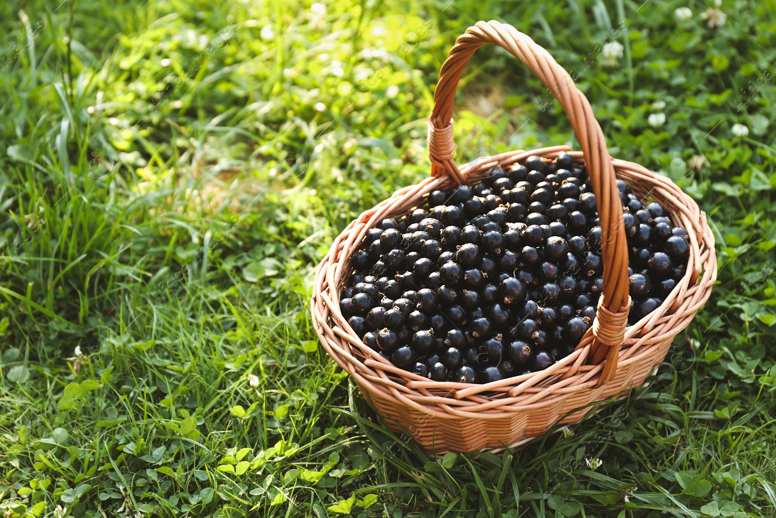 Photo of Ripe blackcurrants in wicker basket on green grass. Space for text