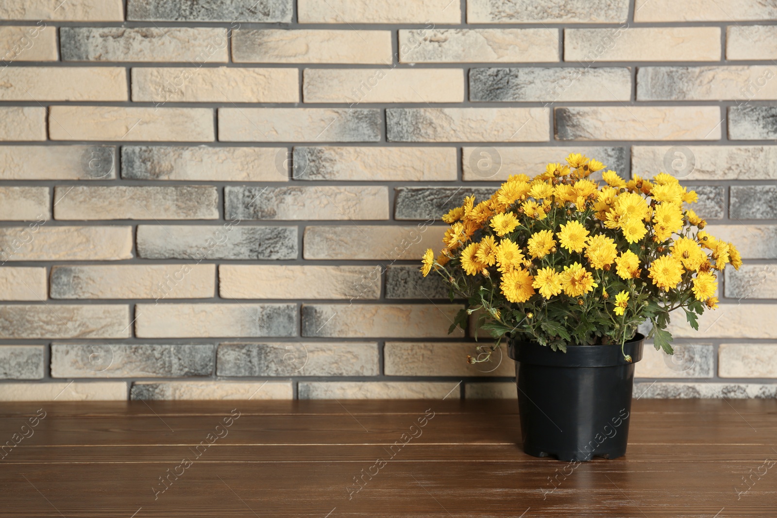 Photo of Beautiful potted chrysanthemum flowers on table near brick wall. Space for text