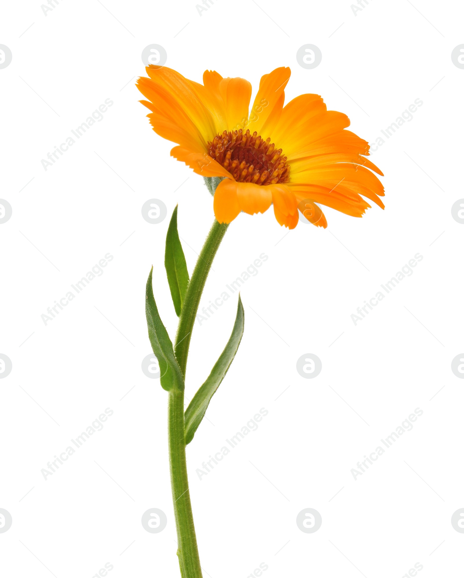 Photo of Beautiful blooming calendula flower isolated on white