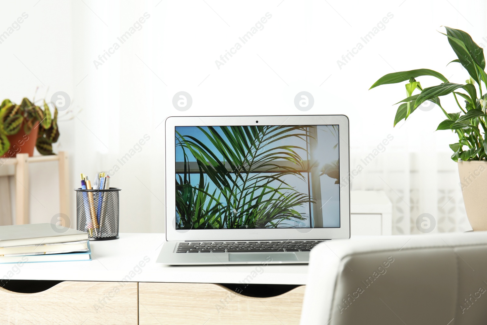 Photo of Houseplants and laptop on table in office interior