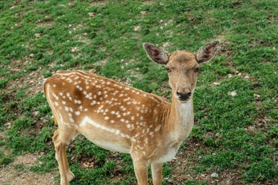 Photo of Beautiful deer in safari park on summer day