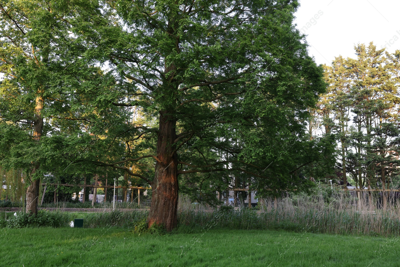 Photo of Picturesque view of park with green grass and plants outdoors