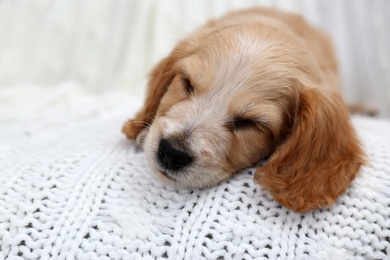 Photo of Cute English Cocker Spaniel puppy sleeping on soft plaid