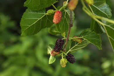 Photo of Branch with ripe and unripe mulberries in garden, closeup