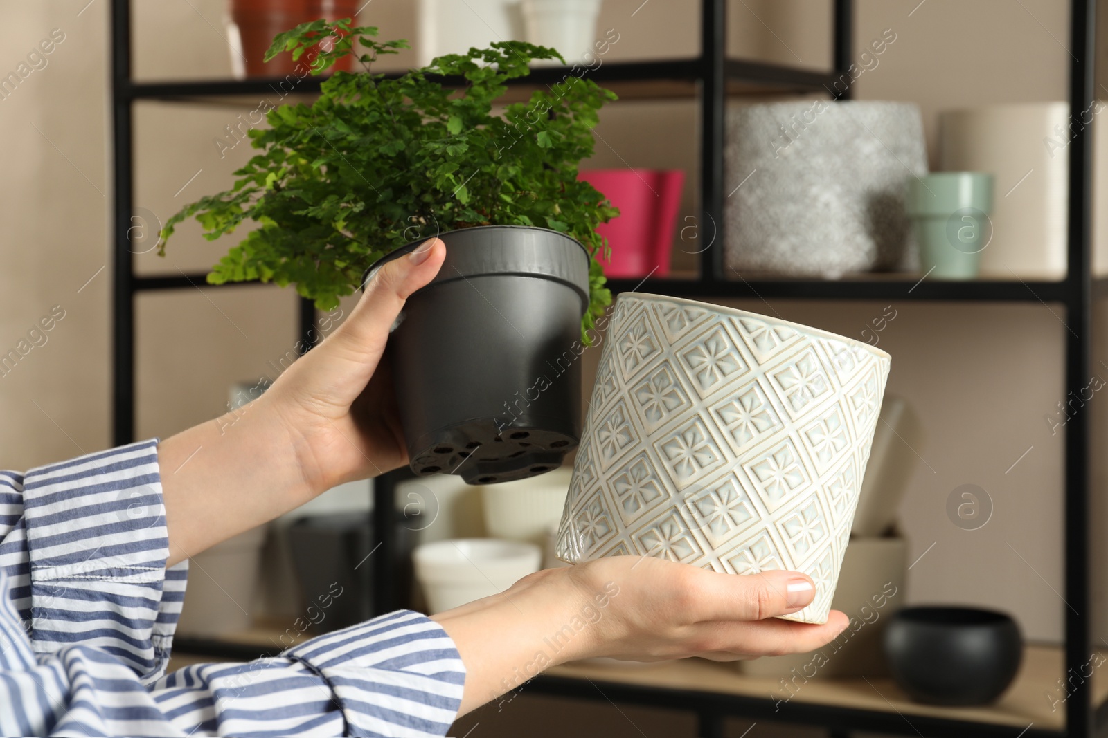 Photo of Woman holding houseplant and new pot indoors, closeup