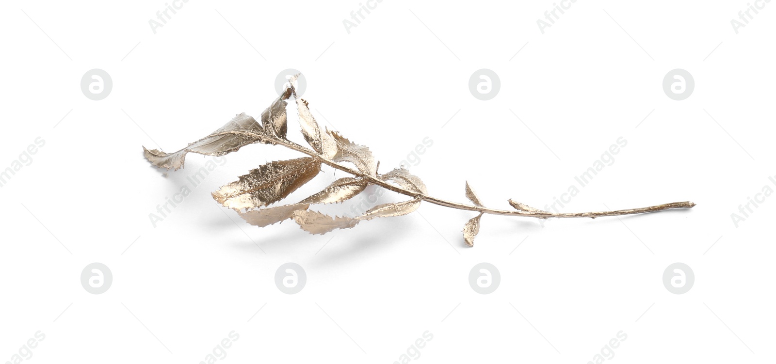 Photo of Twig of golden rowan leaves isolated on white. Autumn season