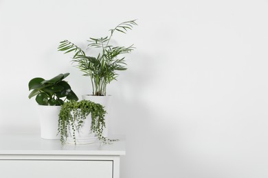 Photo of Beautiful green potted houseplants on white chest of drawers indoors, space for text
