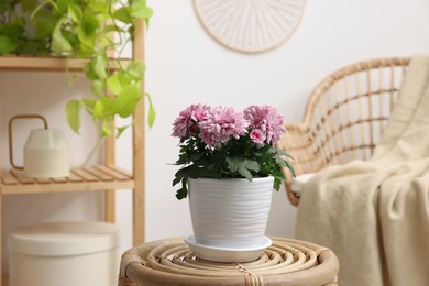 Beautiful chrysanthemum plant in flower pot on wooden table in room