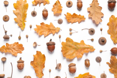 Flat lay composition with autumn leaves on white background