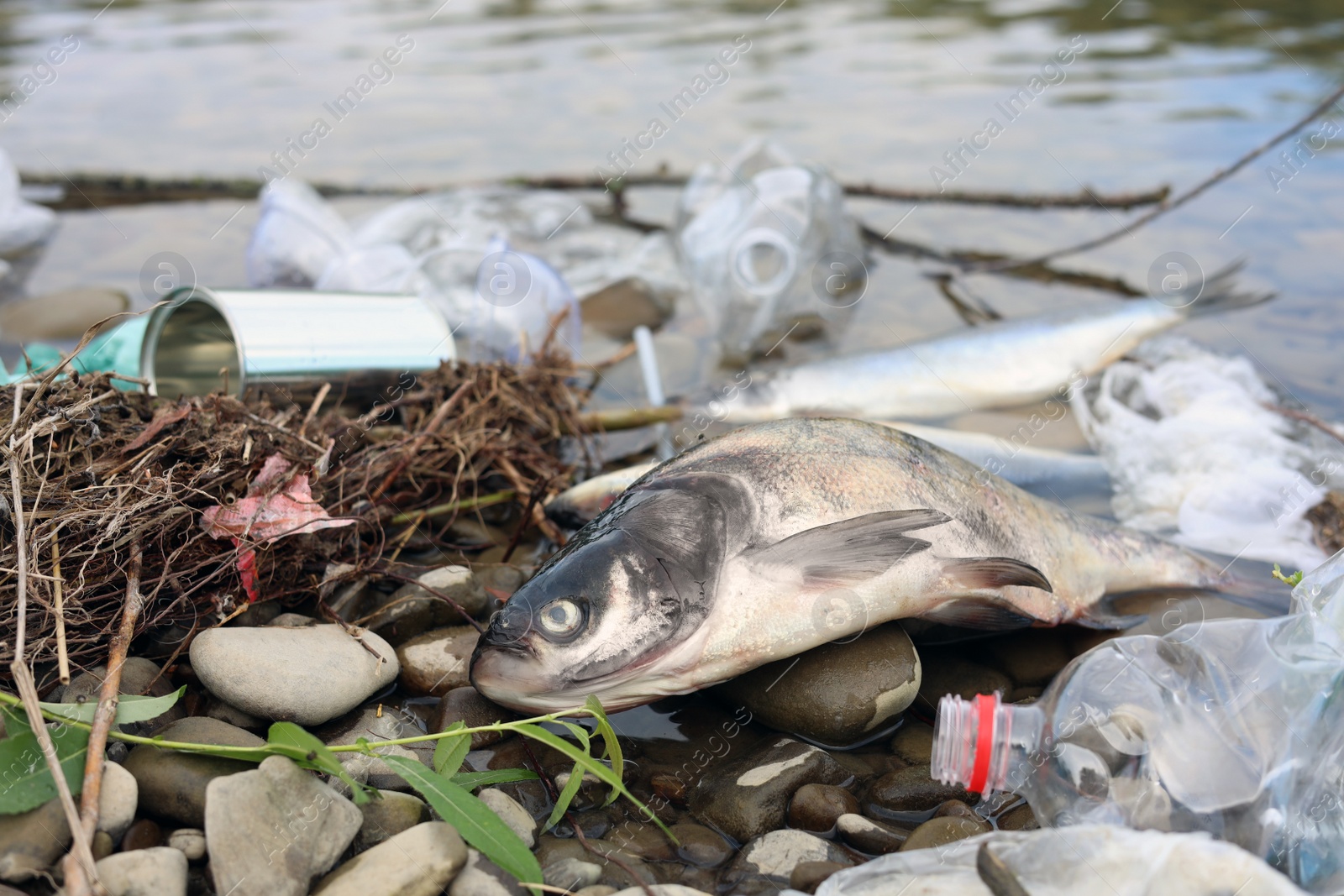 Photo of Dead fish among trash near river. Environmental pollution concept