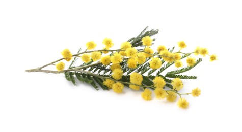 Photo of Beautiful mimosa branch with yellow flowers on white background