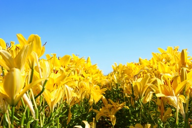 Photo of Beautiful bright yellow lilies growing at flower field. Space for text