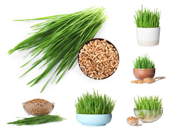 Set with fresh wheat grass on white background