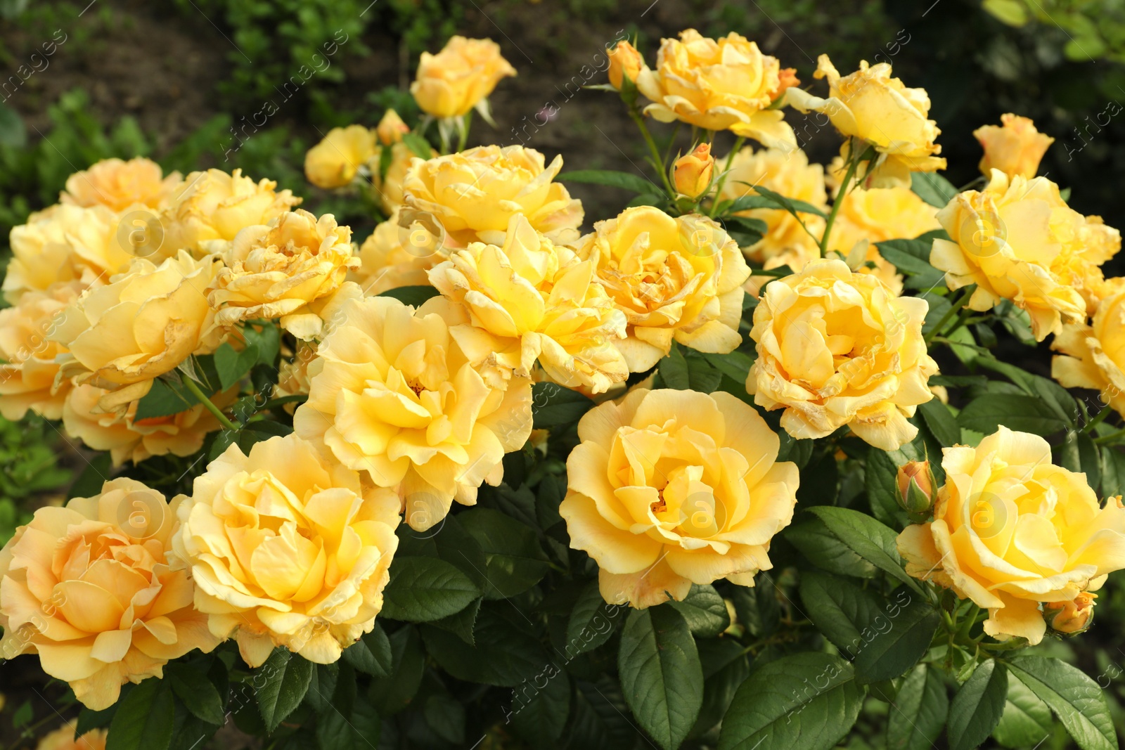 Photo of Beautiful blooming yellow roses on bush outdoors