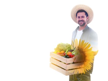 Double exposure of farmer and sunflower field on white background