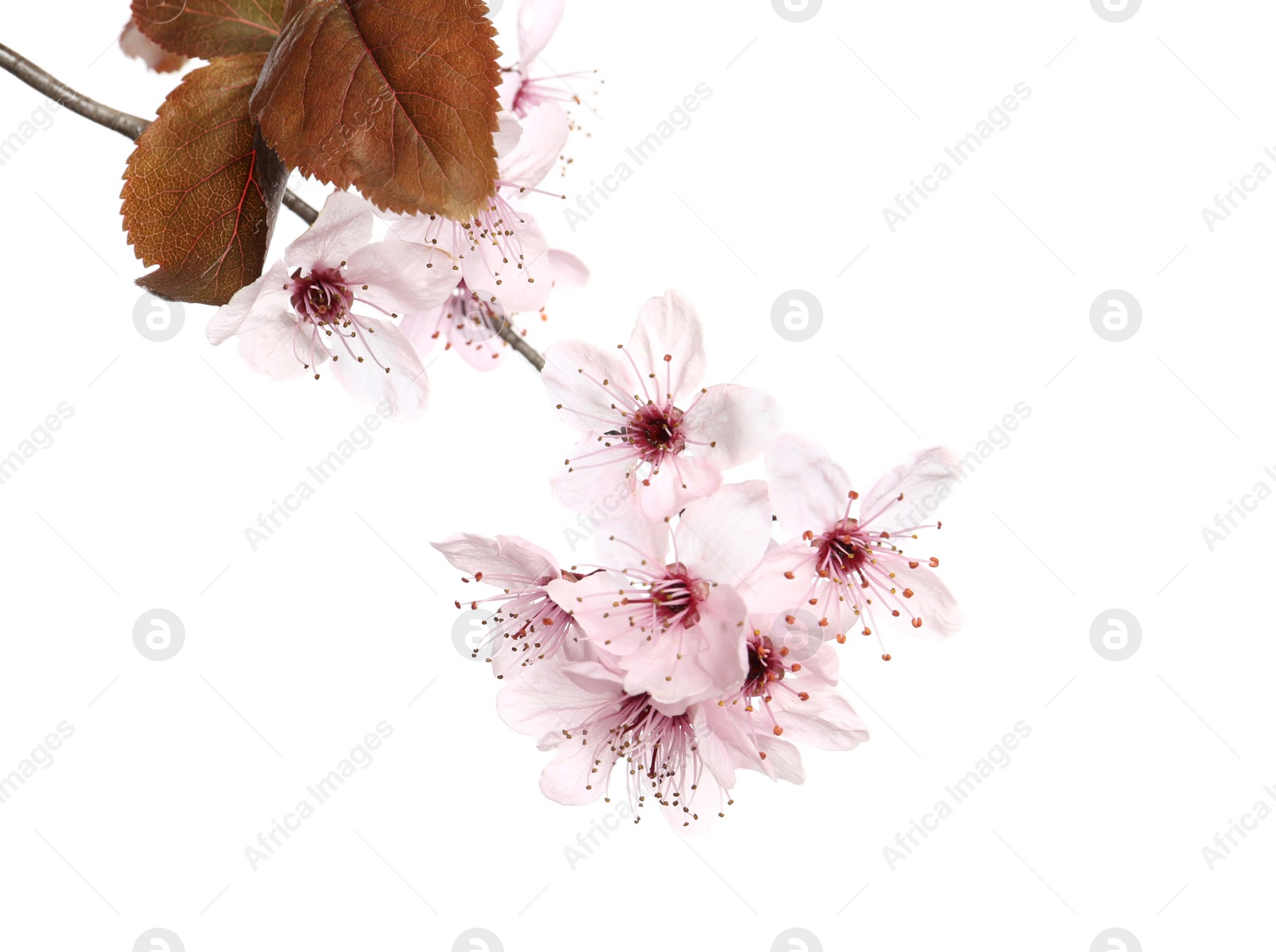 Photo of Branch of plum tree with beautiful blossom isolated on white. Spring season