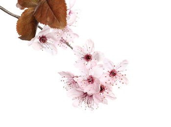 Photo of Branch of plum tree with beautiful blossom isolated on white. Spring season