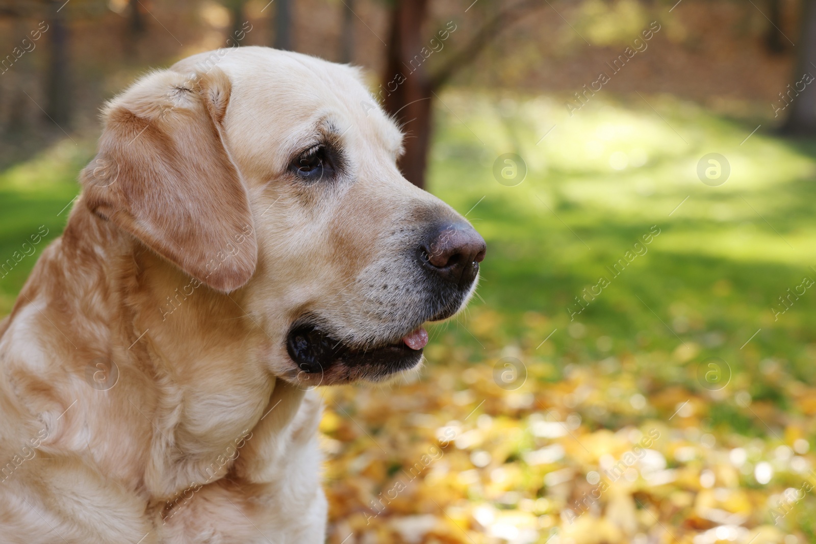 Photo of Cute Labrador Retriever dog in sunny autumn park, closeup. Space for text